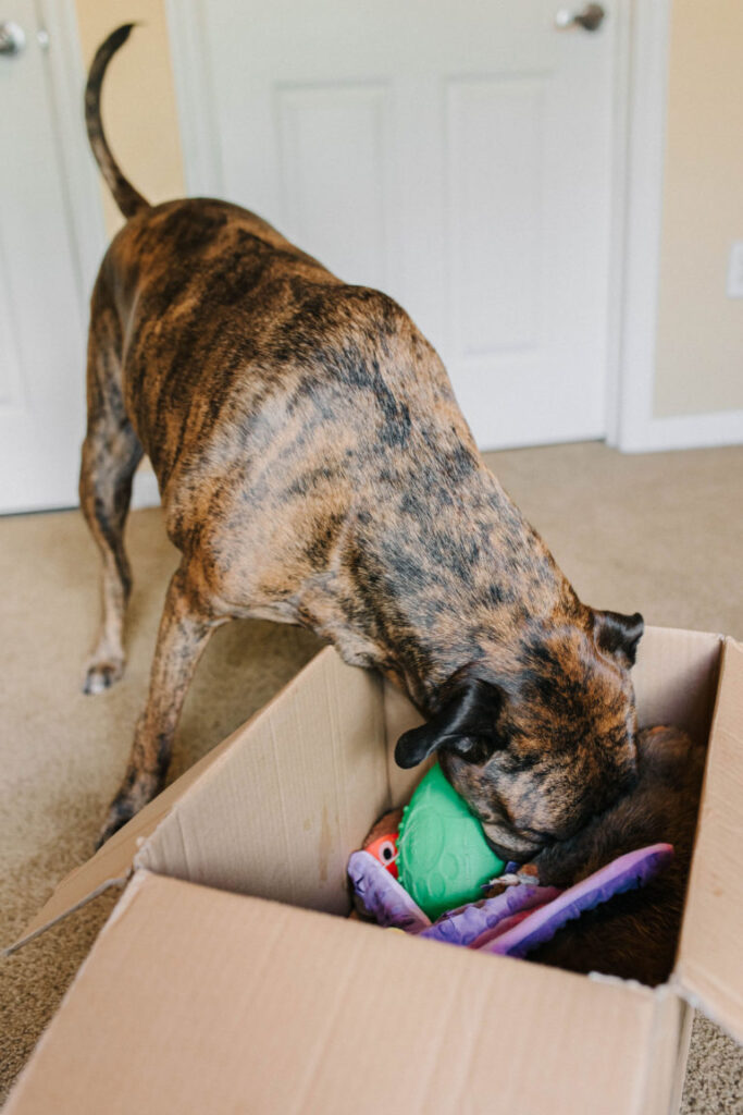 dog enrichment idea diy busy box for dogs sparkles and sunshine blog