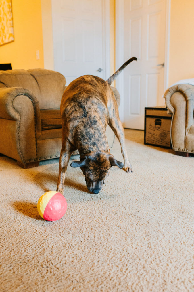 treat tumble dog puzzle sparkles and sunshine blog