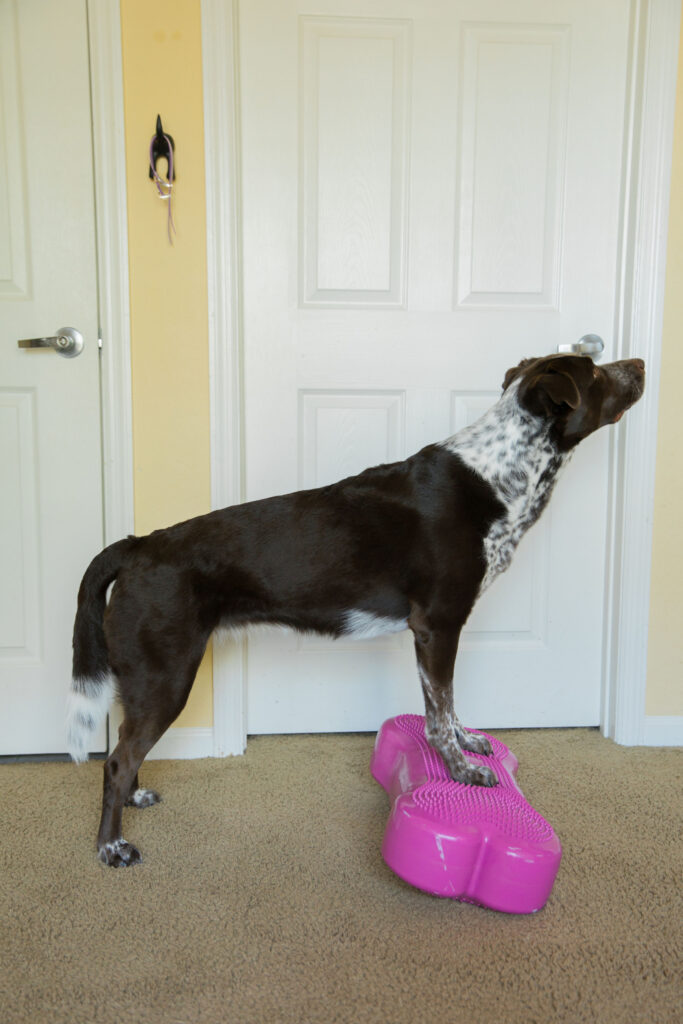 front paw targeting k9 fitness exercise on fitpaws k9fitbone dog fitness equipment sparkles and sunshine blog
