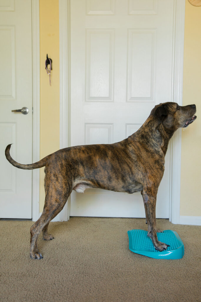brindle dog doing front paw targeting k9 fitness exercise on fitpaws balance ramp sparkles and sunshine blog