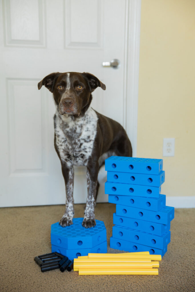 FitPaws FitKinect Dog Fitness Equipment Review + 3 K9 Fitness Exercises