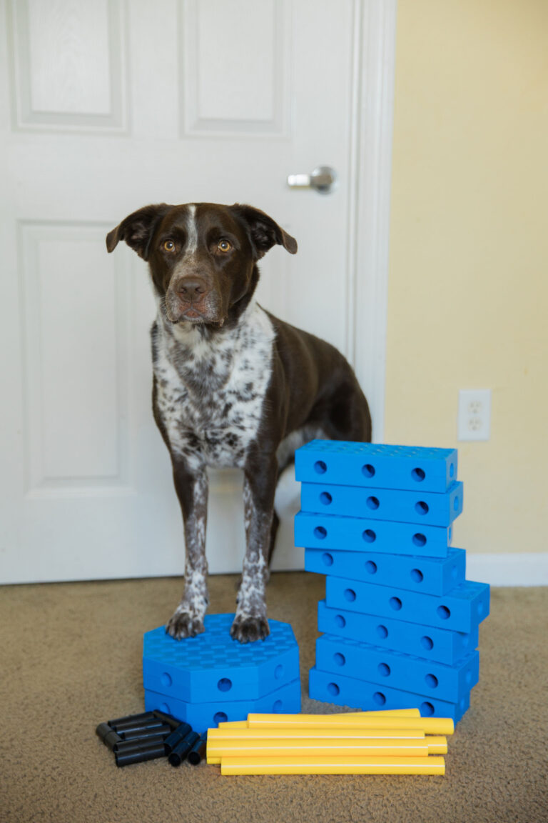 FitPaws FitKinect Dog Fitness Equipment Review + 3 K9 Fitness Exercises