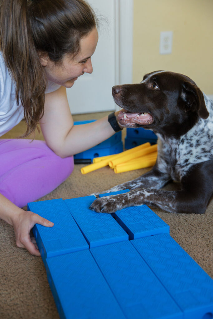 Dog fitness equipment tuck sit platform with FitPaws FitKinect Sparkles and Sunshine Blog