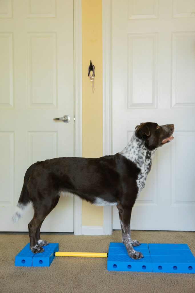Tuck sit k9 fitness exercise on FitPaws FitKinect fitness equipment for dogs sparkles and sunshine blog
