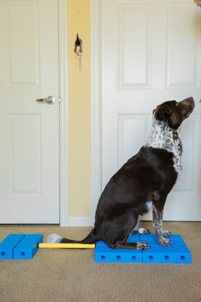 Tuck sit k9 fitness exercise on FitPaws FitKinect fitness equipment for dogs sparkles and sunshine blog