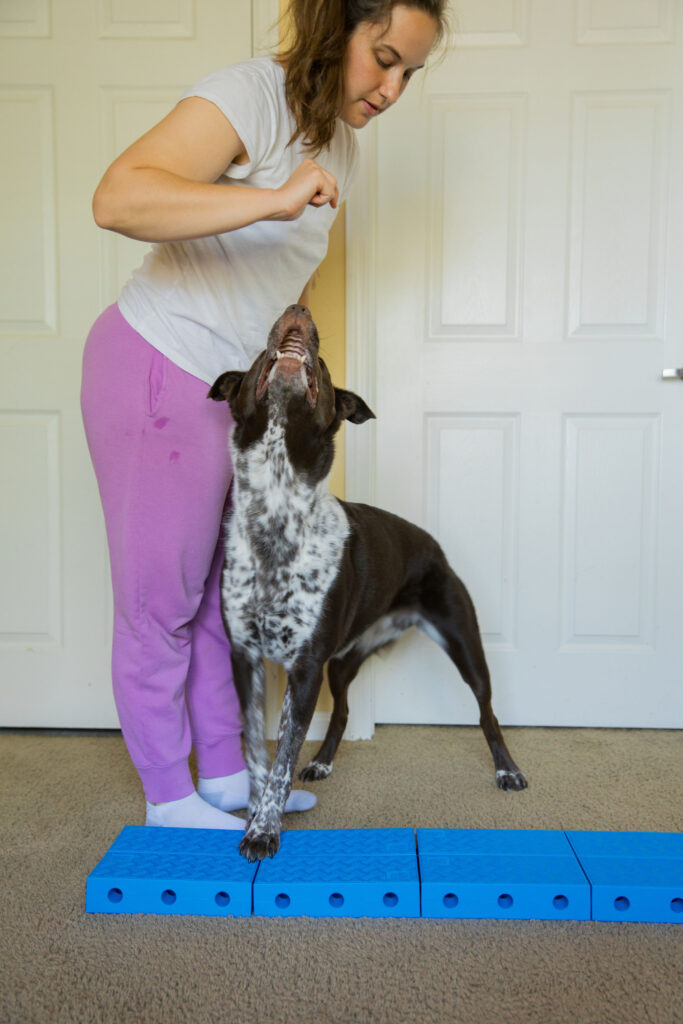 Sidestepping canine fitness exercise on FitPaws FitKinect canine fitness equipment sparkles and sunshine blog