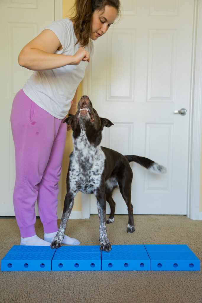 Sidestepping canine fitness exercise on FitPaws FitKinect canine fitness equipment sparkles and sunshine blog