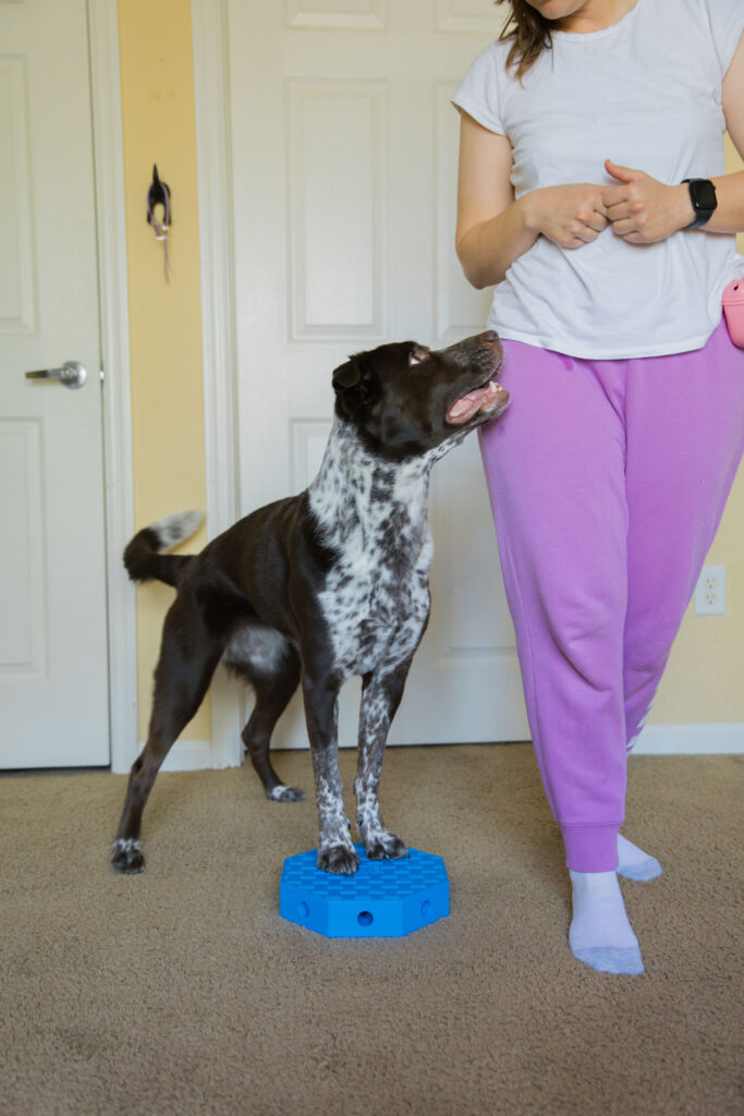 dog pivoting on octagon block from FitPaws FitKinect sparkles and sunshine blog