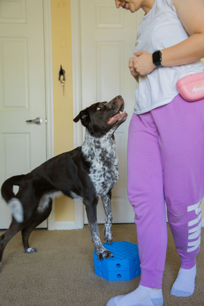 pivot dog fitness exercise on two octagon blocks from FItPaws FitKinect Sparkles and Sunshine Blog