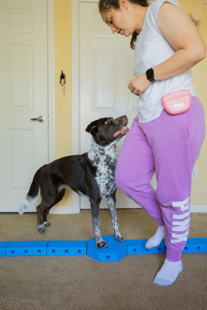 pivot dog strength training k9 fitness exercise with FitPaws FitKinect Sparkles and Sunshine Blog