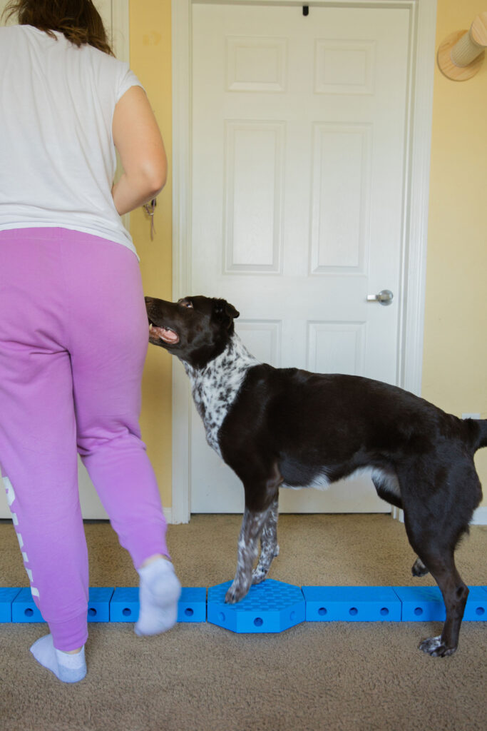 pivot dog strength training k9 fitness exercise with FitPaws FitKinect Sparkles and Sunshine Blog