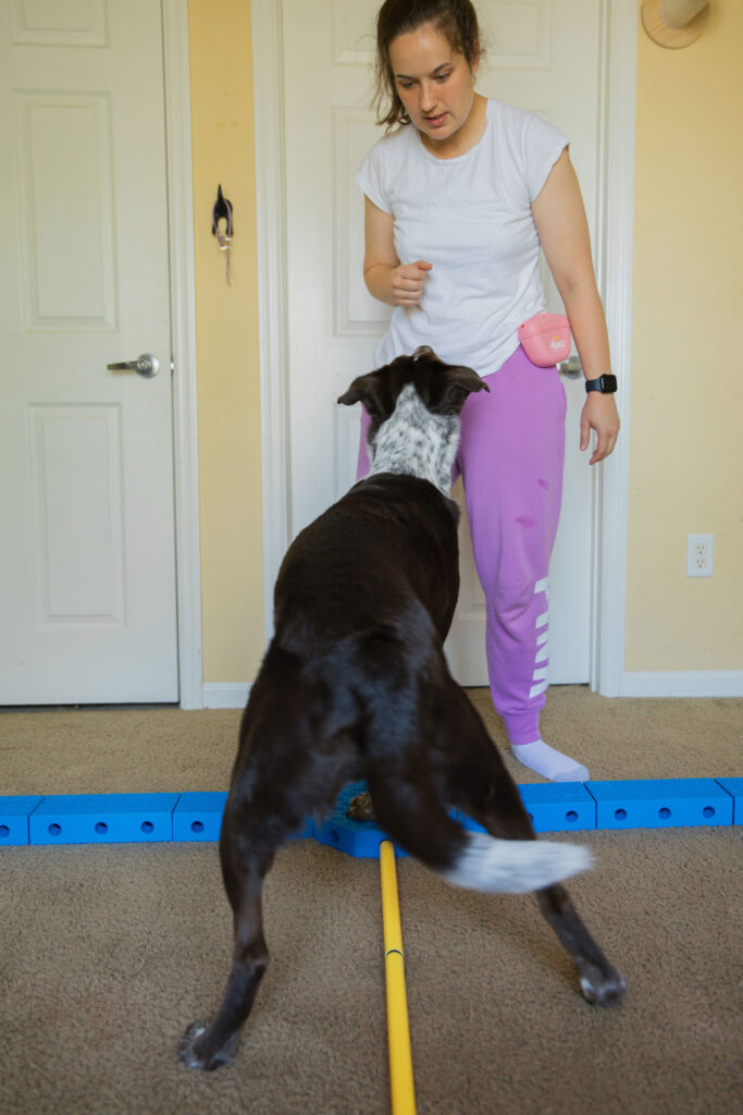 advanced pivoting canine conditioning exercise with FitPaws FitKinect dog fitness equipment sparkles and sunshine blog