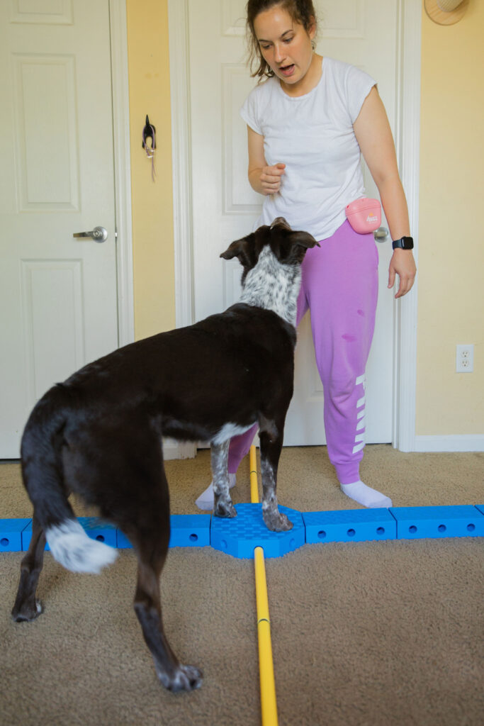 advanced pivoting canine conditioning exercise with FitPaws FitKinect dog fitness equipment sparkles and sunshine blog